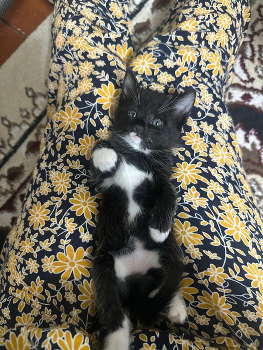 Котенок 2 месячный 30 тысячи