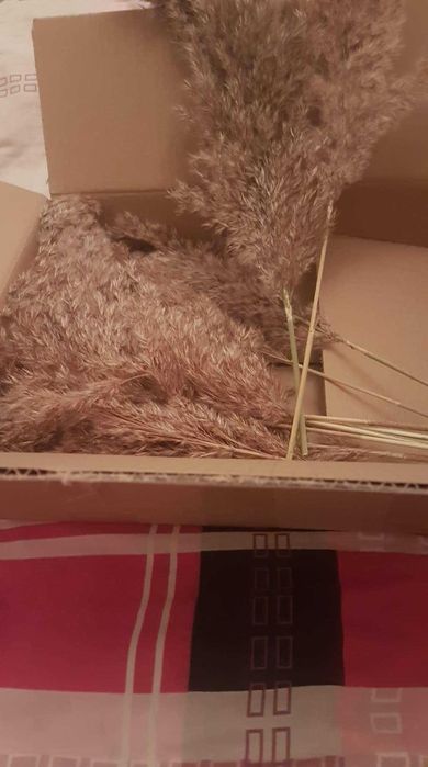 Pampas uscat  natur