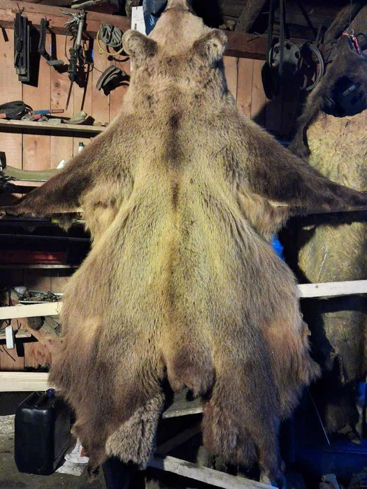 Piei de urs de vanzare