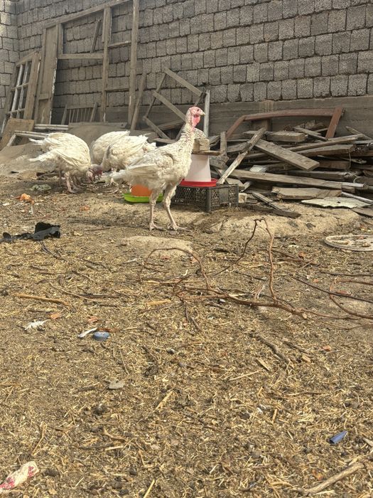 Big 6 kurkalari sotiladi