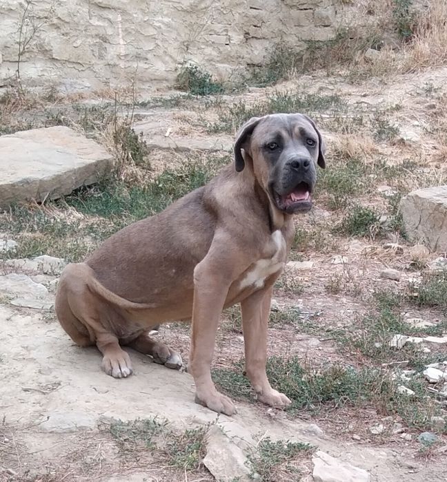 Кане корсо кученца