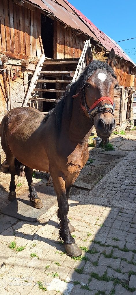 vând mânz de doi ani sau schimb cu vaca cu lapte