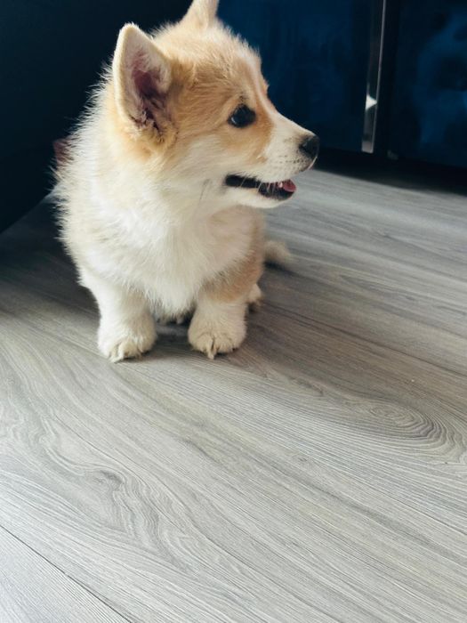 Welsh corgi pembroke