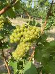 Vand struguri de vin