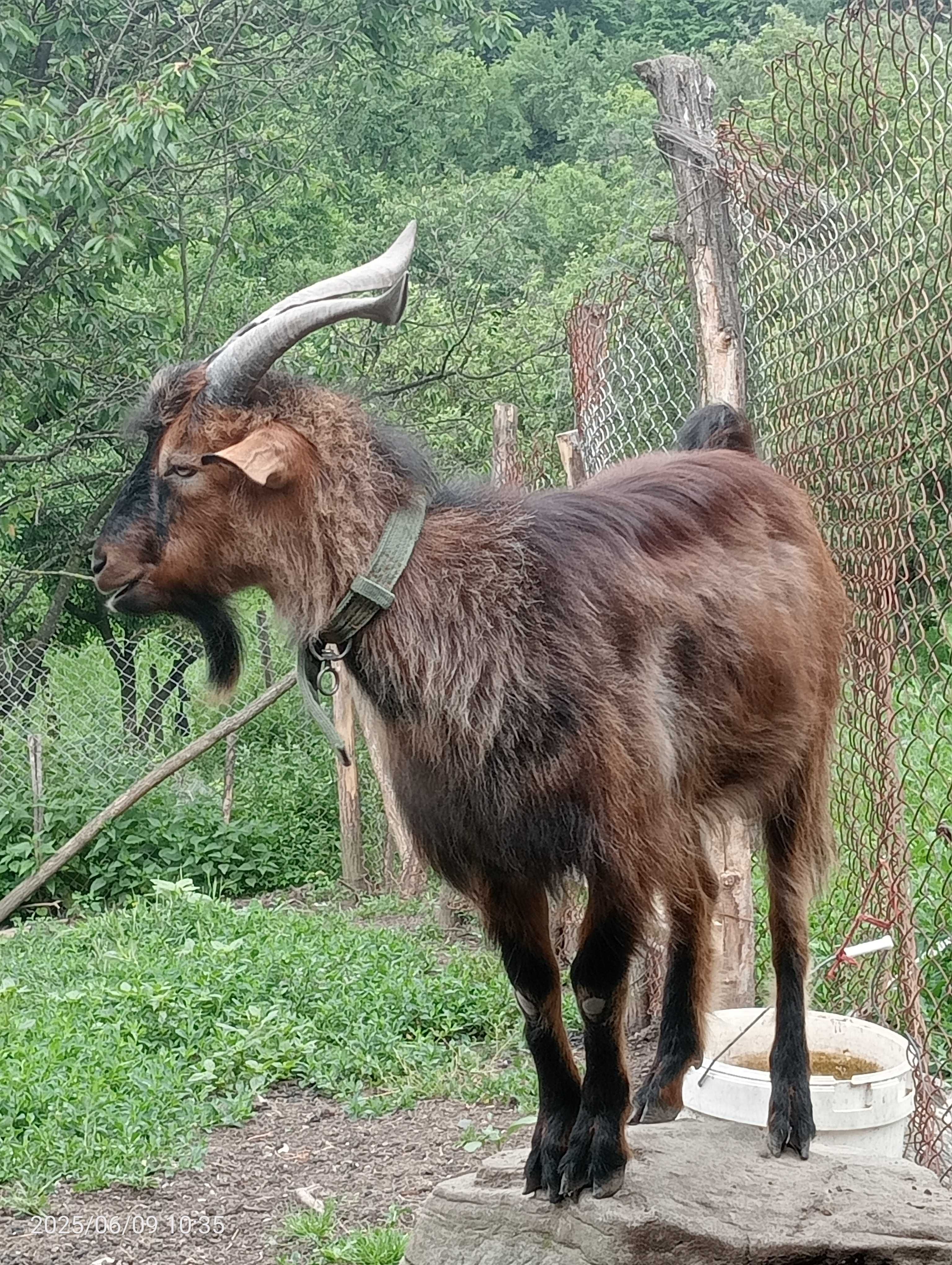 țap cuminte de 14 luni