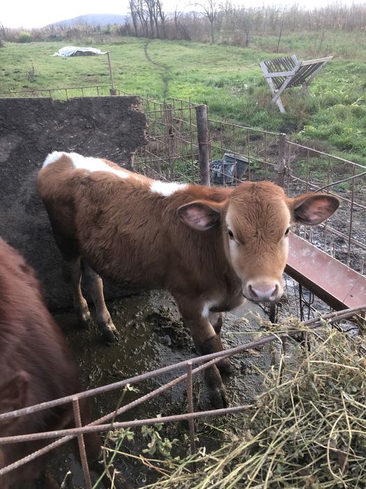 Vand un tauras si o vitea