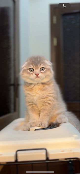 Скотиш фолд голубое золото