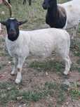 Carne miel rasa Dorper