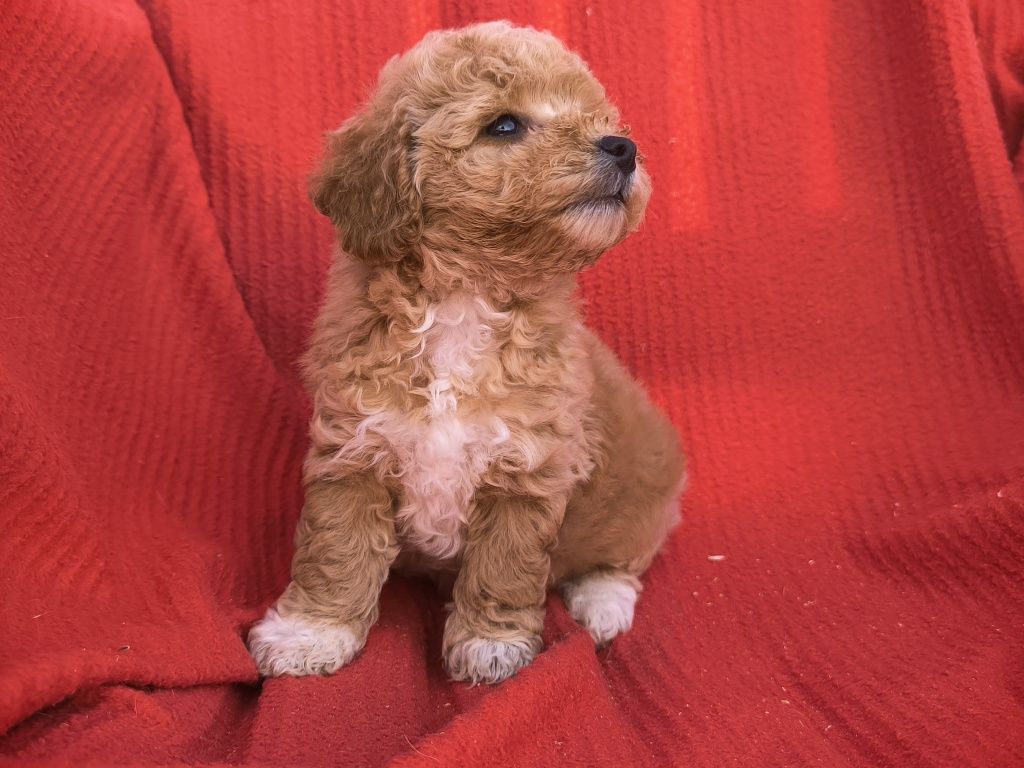 Vand fetita Maltipoo mini