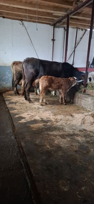 De vânzare vaca cu vitel de o luna Pascani jud iasi