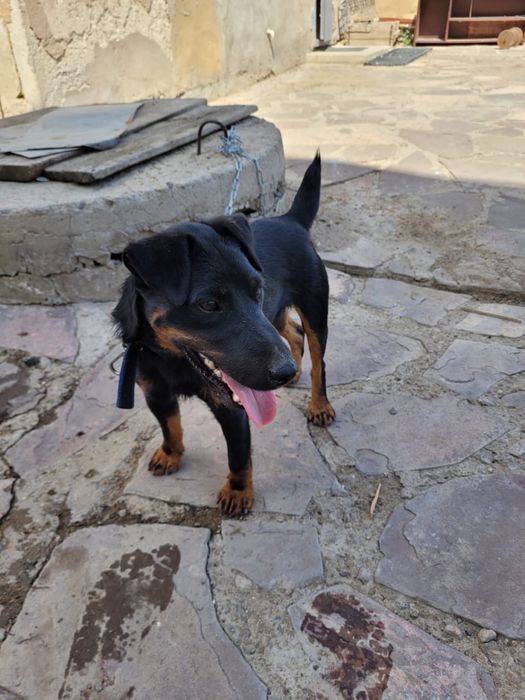 Продам чистокровных щенять породы ягдтерьер