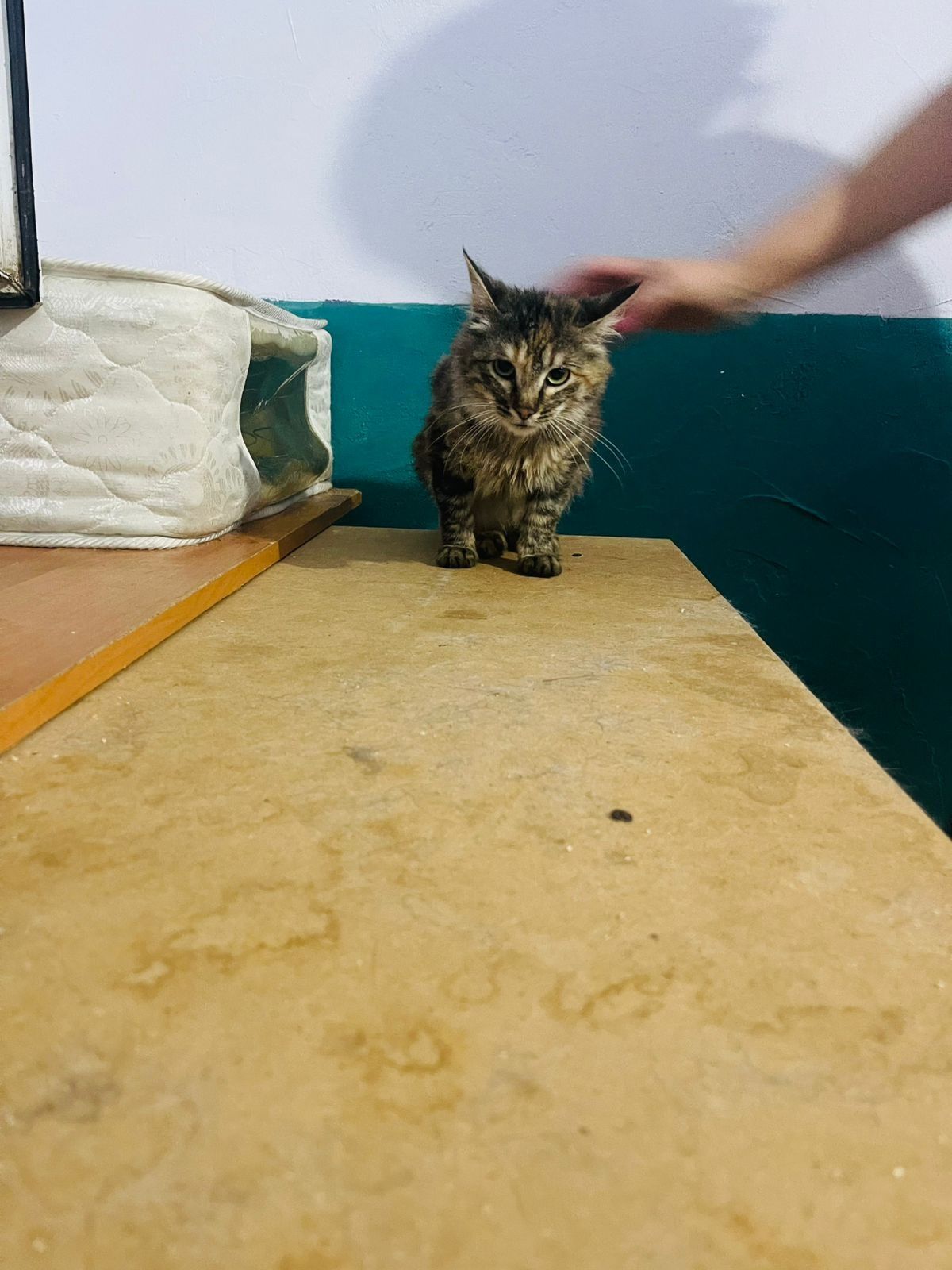 Котик в добрые руки