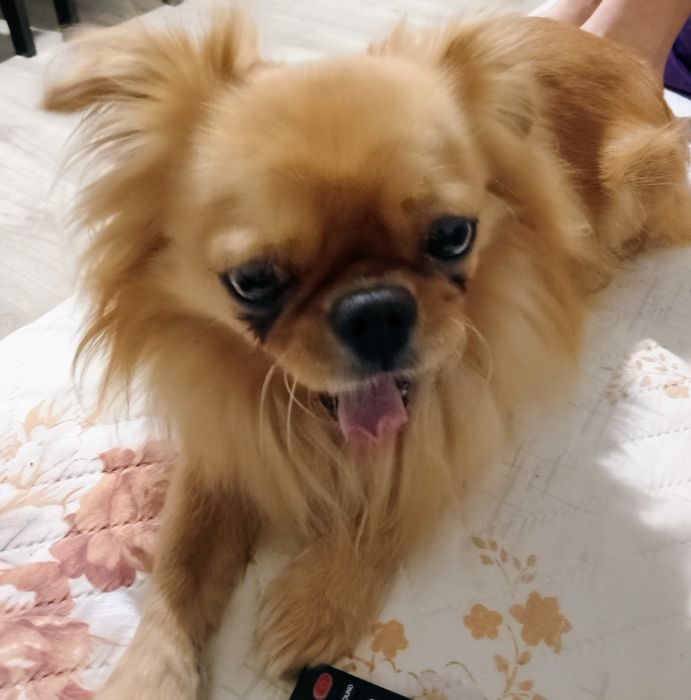 Малки сладури в Ловеч