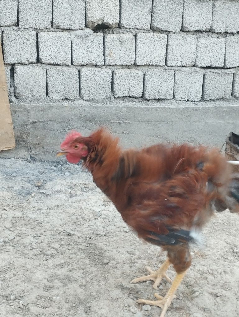 Toshkent xoʻrozlar