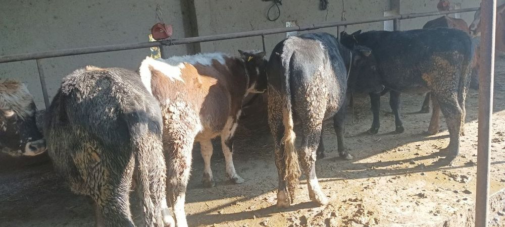 Qora mol buqalar sotiladi