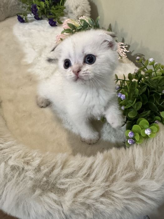 Колор пойн , мальчик красавчик