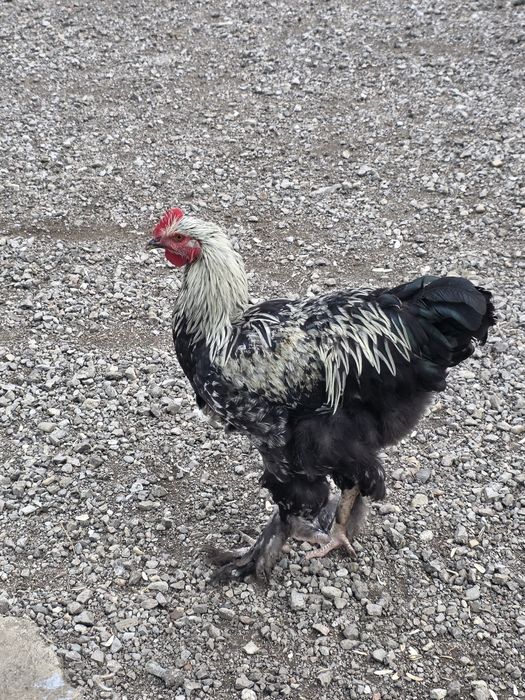 Vând Cocoși frumoși.