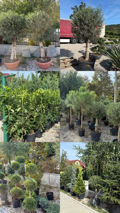 Vand plante ornamenatale de calitate extra
