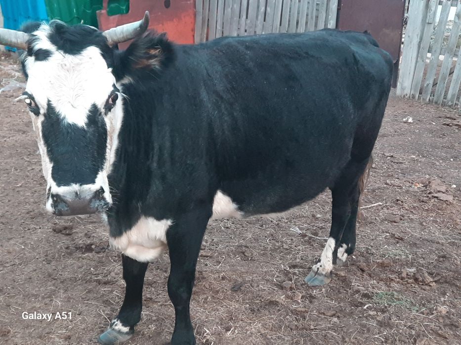 Продам корову ...