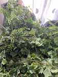 Plante Artificiale