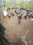 VIND PUII Australorp