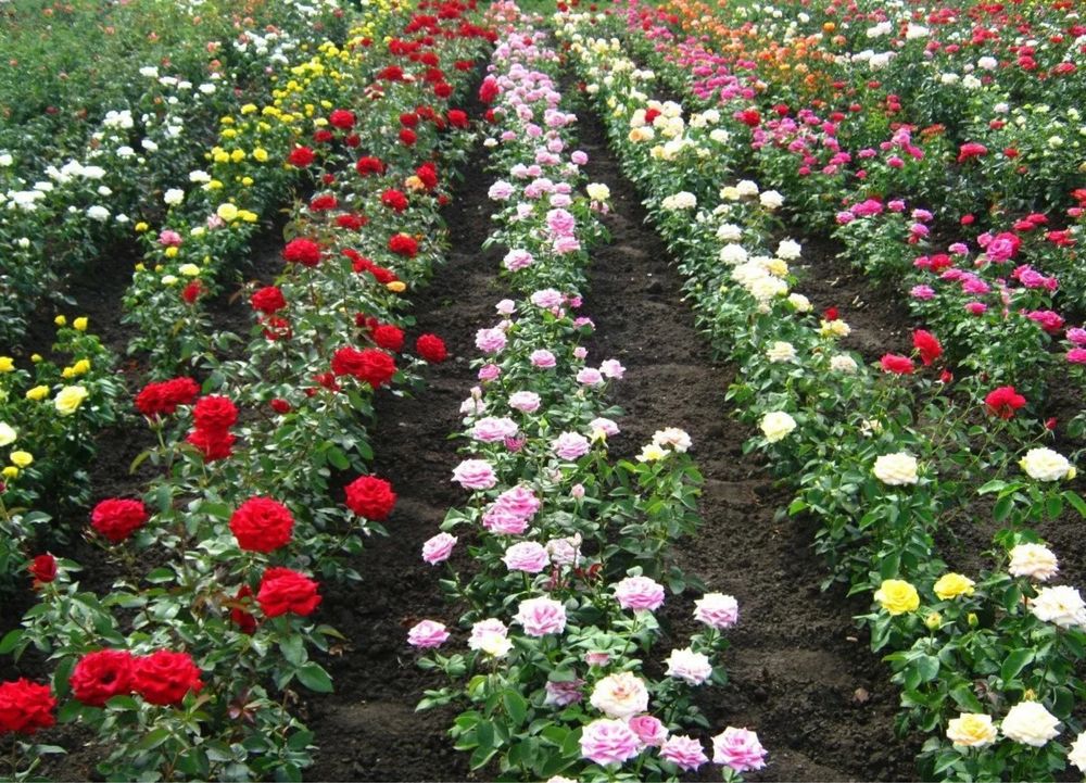 Саженцы роз,чайные розы,крупнве бутоны,штамбовые розы,вьющийся розы