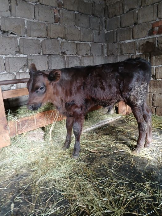 Vând tauras angus varsta o luna jumătate