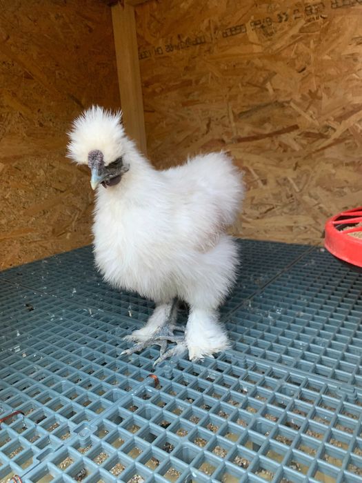 Cocos  Matase Japoneza de vanzare