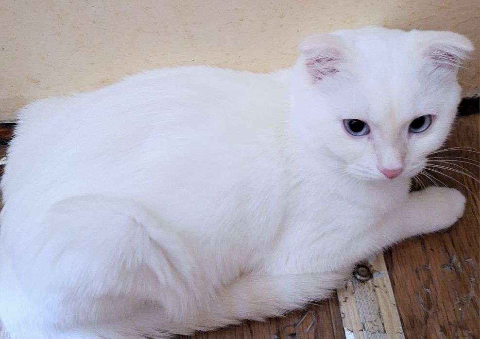 Шотландский котёнок вислоухий