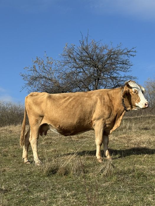 vaca buna de vanzare