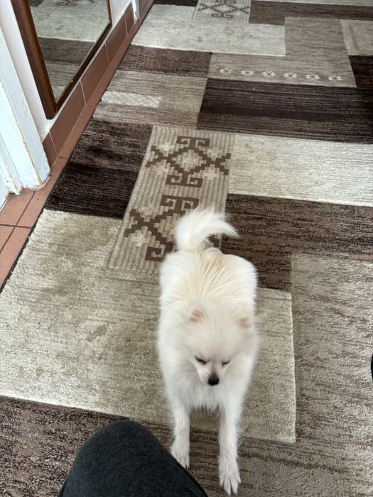 Pomeranian Mascul 8 luni