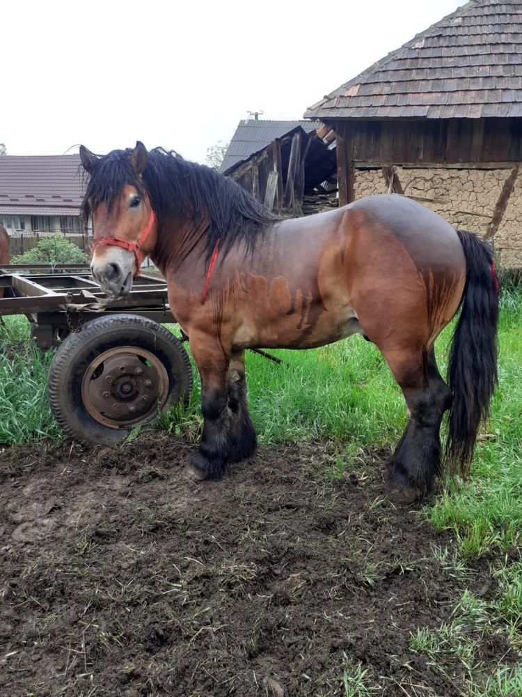 Vând hărmăsarii