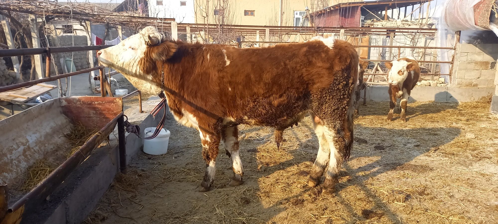 Simmental buqa sotiladi