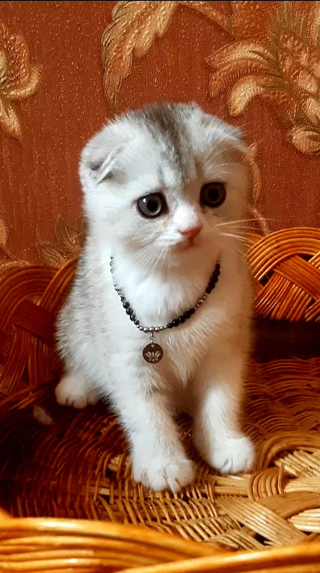 котята разные страйты и фолды