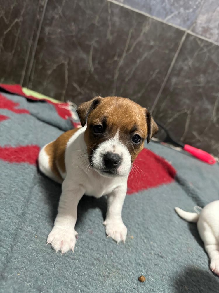 Jack Russell Terrier