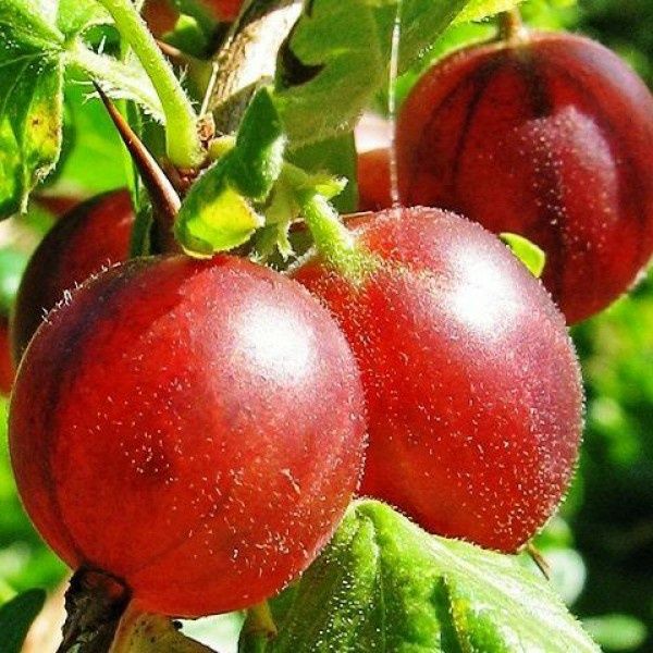 Arbusti Fructiferi soiuri de  agris rosu