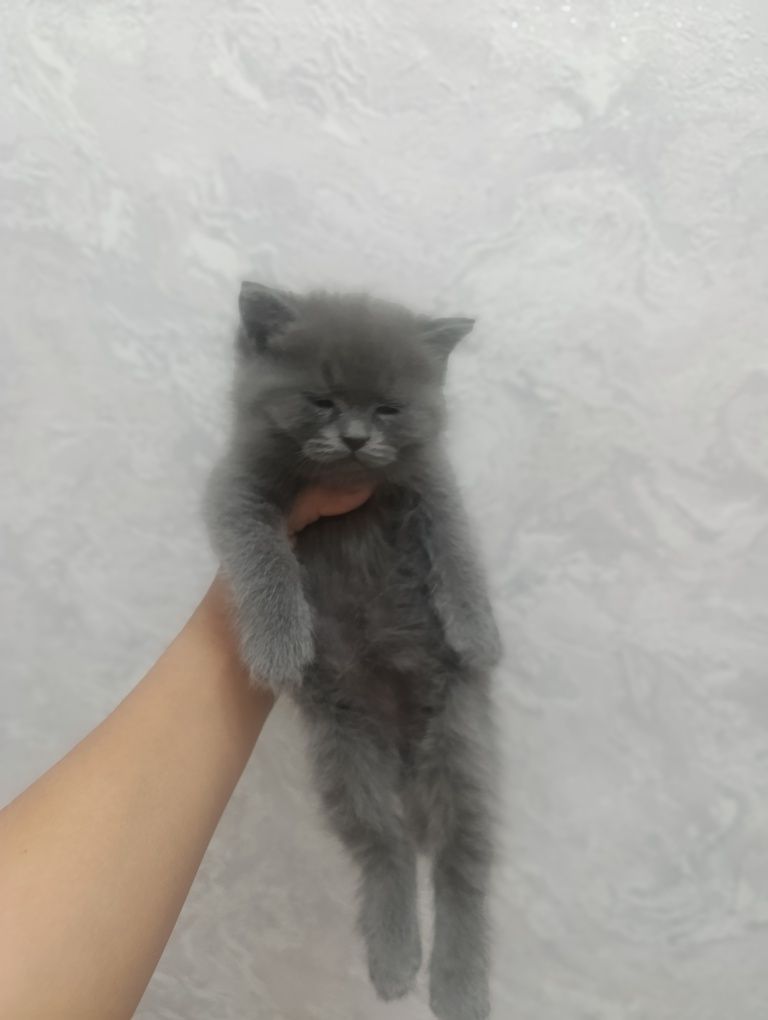 Породистые котята