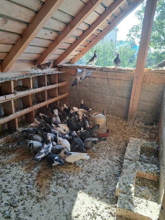 Vând porumbei voiajori