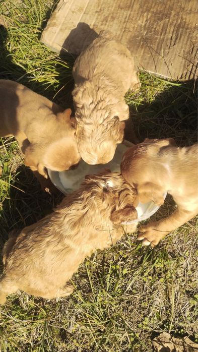 Продавам кучета Пойнтер и Кокер гъбари