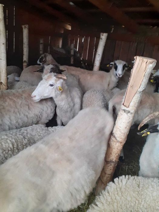 Vînd oii cu miei.   Pentru mai multe detali la nr de telefon .