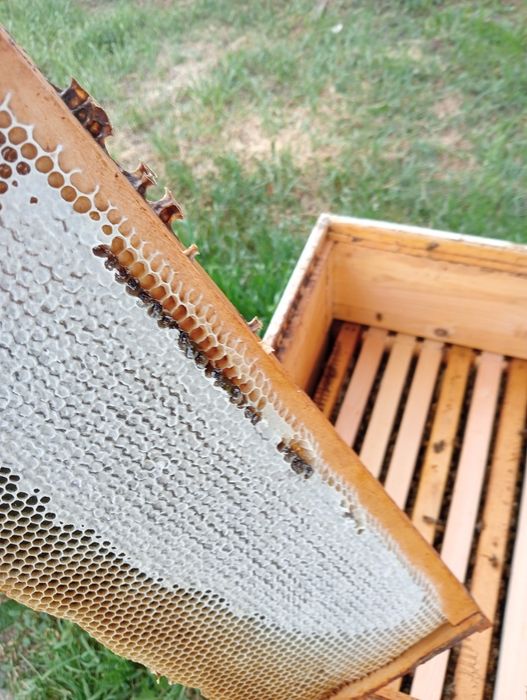 Vând miere de albine