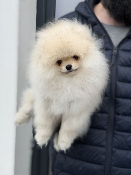 Baietel pomeranian mini/toy!
