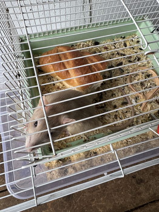 Donez soareci de companie