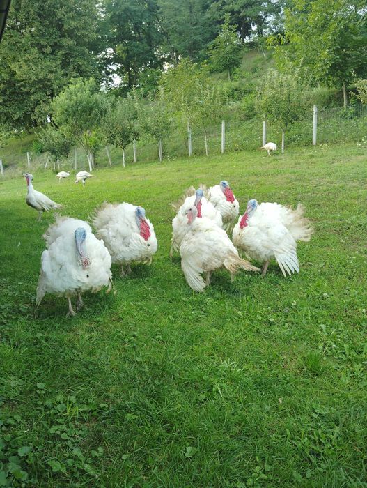 Curcani din gospodărie