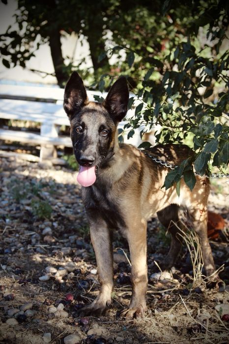 Ciobanesc Malinois cu Pedigree FCI