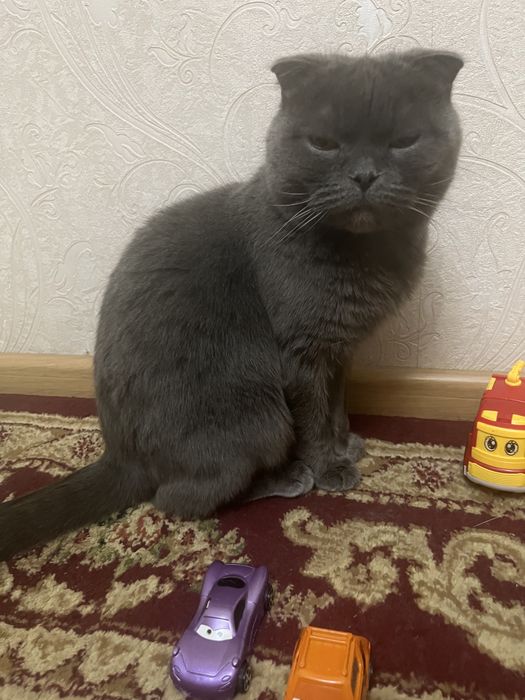 СРОЧНО Отдам кошку в хорошие руки