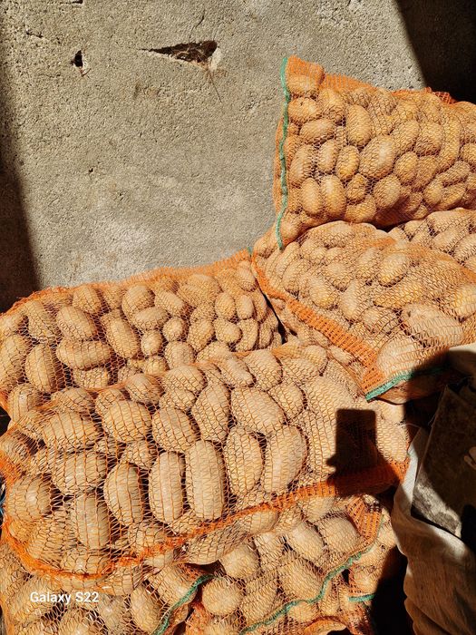 Vad cartofi de consum