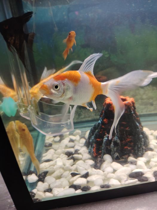 Аквариум Балиги  сотилади