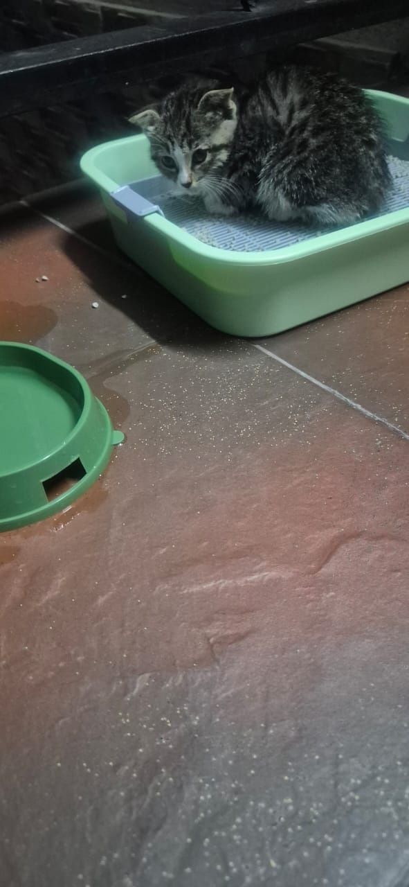 Котёнок мальчик,  2 месяца