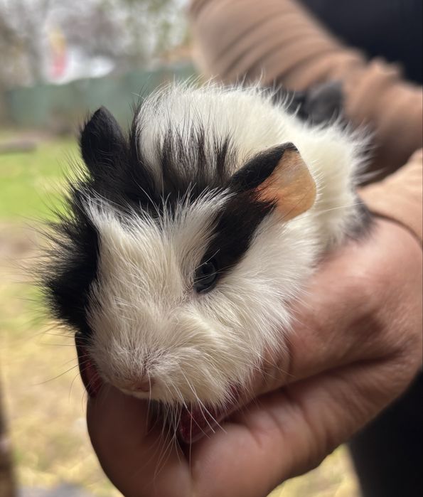 Porcușori de guineea